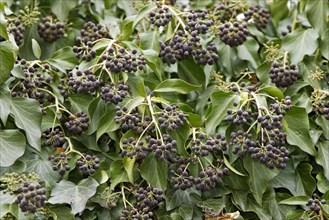 Ivy, Germany (Hedera helix)