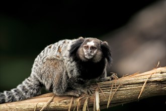 Wied's tufted-eared marmoset, wied's marmoset (Callithrix kuhlii), Brazil, South America