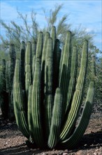 Organ pipe cactus (Stenocereus thurberi), Sonora Desert, Arizona, USA, North America