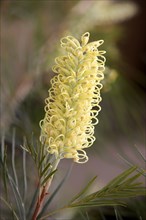 Hakea, Northern Territory, Australia (Hakea leucoptera)