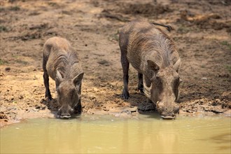 Desert warthog (Phacochoerus aethiopicus), pair, Mkuze Park, South Africa, Africa