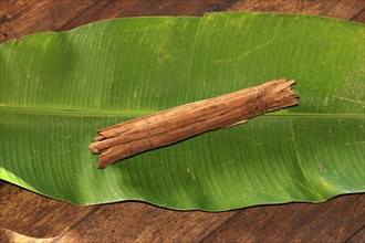 Cinnamon on banana leaf, Nosy true cinnamon tree (Cinnamomum verum), Madagascar, Africa