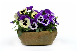 Pansy (Viola) , Pansy