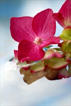 Hydrangea, flowers in water (Hydrangea macrophylla)