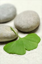 Ginkgoleaf (Ginkgo biloba) and stones, gingko