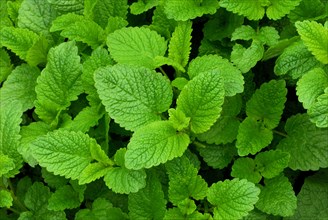 Lemon Balm or Sweet Balm (Melissa officinalis)