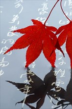 Japanese (Acer japonicum aconitifolium) maple, Japanese characters