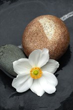 Autumn anemone, blossom and stones, Japanese anemone (Anemone japonica)