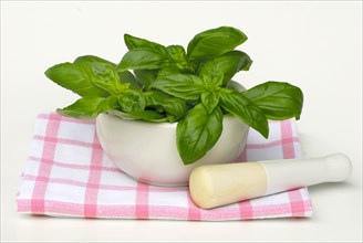 Basil (Ocimum basilicum) in mortar