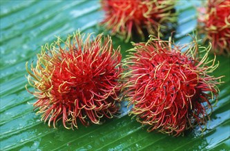 Rambutan (Nephelium lappaceum)