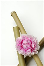 Peony (Paeonia lactiflora) and bamboo sticks, peony, bamboo stick, bamboo