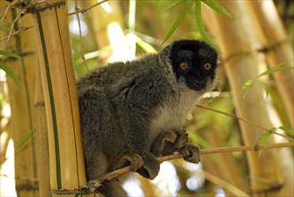 Brown collared lemur, male (Lemur fulvus fulvus) (Eulemur fulvus fulvus), Madagascar, Africa