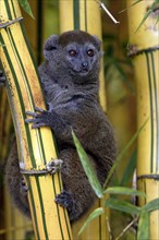 Gray Bamboo Lemur, Grey Gentle, Madagascar, Gray eastern lesser bamboo lemur (Hapalemur griseus),