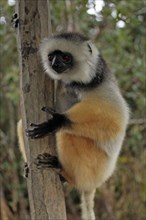 Silky sifaka, perinet (Propithecus diadema candidus), Madagascar, Africa