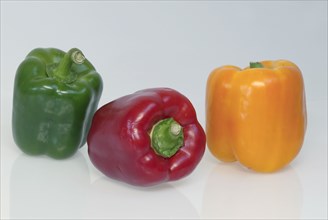 Sweet pepper (Capsicum annuum), fruits