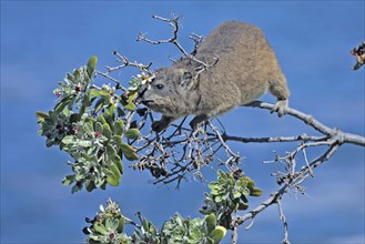 Common Rock Hyrax (Procavia capensis), climbing in tree, South Africa, Africa