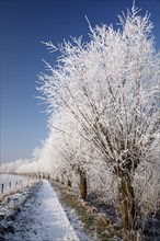 Path along willow trees covered with hoarfrost in winter, Flemish Ardennes, Belgium, Europe