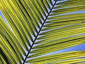 Structure of a palm frond, close-up, backlight, background image