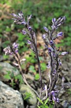 Violet limodore (Limodorum abortivum), Orchids, Violet Limodore in flower