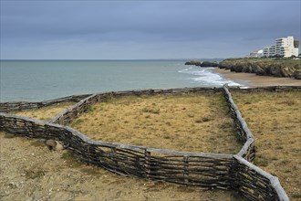 Wooden windbreaks for cliff vegetation restoration in Saint-Hilaire-de-Riez, La Vendée, Pays de la