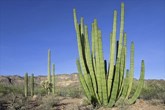 Organ pipe cactus (Stenocereus thurberi) in the Organ Pipe Cactus National Monument, Arizona, USA,