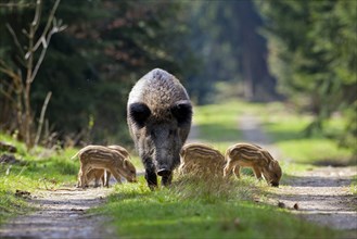 Wild boars (Sus scrofa), pigs, swine, ungulates, even-toed ungulates, mammals, animals, Wild boar