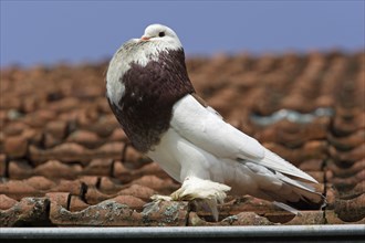 Pouter pigeon, male, lateral