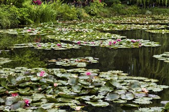 Water lily pond in bloom, Claude Monet Garden, Giverny, Eure Department, Upper Normandy, France,