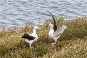 Albatros (Diomedea sanfordi), Taiaroa Head, Otago Peninsula, Neuseeland