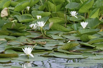 European white waterlilies (Nymphaea alba) on the water of Lacul Isaccel, a lake in the Danube