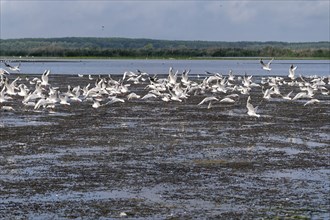 Seagulls on the water of Lacul Isaccel, a lake in the Danube Delta. UNESCO Danube Delta Biosphere