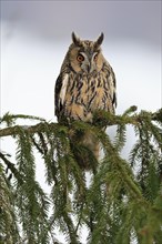 Long-eared owl (Asio otus), adult, on tree, in winter, snow, alert, Bohemian Forest, Czech