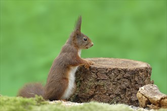 Eurasian red squirrel (Sciurus vulgaris), leaning against a tree stump, wildlife, Wilden, North