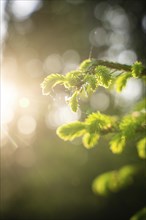 Fir tree in the sunlight, Black Forest, Unterhaugstett, Germany, Europe