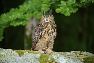 Eurasian eagle-owl (Bubo bubo), adult, sitting alertly on rock at the edge of the forest, Bohemian