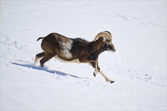 European mouflon (Ovis aries musimon) ram on a snowy meadow in the mountains in tirol, Kitzbühel,