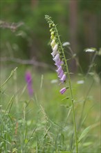 Close-up, common foxglove (Digitalis purpurea), Neustadt am Rübenberge, Germany, Europe