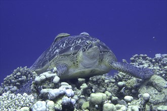 Green turtle (Chelonia mydas) with a ship's keeper (Remora remora), lying on the reef. Dive site