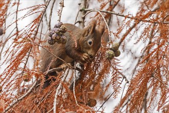 Eurasian red squirrel (Sciurus vulgaris) on a branch, wildlife, Germany, Europe