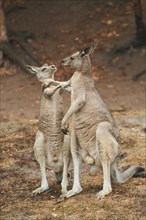 Eastern grey kangaroo (Macropus giganteus) arguing on a tried up meadow, raining, Bavaria, Germany,