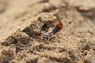 Shore earwig (Labidura riparia) on the beach "Platja del Fangar", coast, nature reserve, ebro