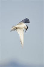 Gull-billed tern (Gelochelidon nilotica) flying in the sky, hunting, ebro delta, Catalonia, Spain,