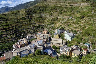 View of the village of Manarola, Cinque Terre, province of La Spezia, Liguria, Italy, Europe