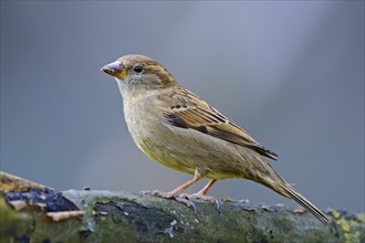 House sparrow (Passer domesticus), female, Lower Saxony, Germany, Europe