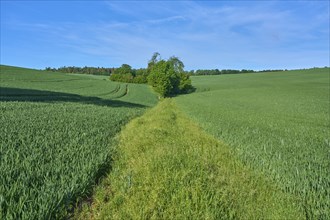 Field path with grain field in spring, Großheubach, Miltenberg, Spessart, Bavaria, Germany, Europe