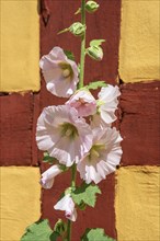 Flowering common hollyhock (Alcea rosea) at a half timbered house in Ystad, Scania, Sweden,