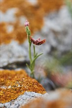 Needle Sunrose (Fumana ericoides) growing at Mount "La Talaia del Montmell" at evening, Catalonia,