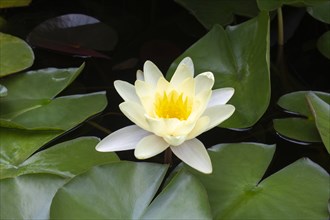 Yellow water lily (Nymphaea), variety Moorei, Baden-Württemberg