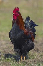 Domestic chicken (Gallus gallus domesticus), free range rooster, cock in grassland