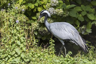 Demoiselle crane (Grus virgo) smallest species of crane, native to central Eurasia, ranging from